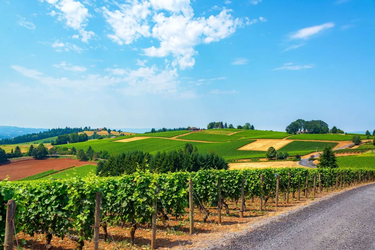 An expansive view over lush vineyards and rolling hills under a cloudy sky, with distant houses and a gravel road weaving through the landscape. The image captures the beauty and tranquility of Oregon wine country, emphasizing the proximity and accessibility of the vineyards from the patio.